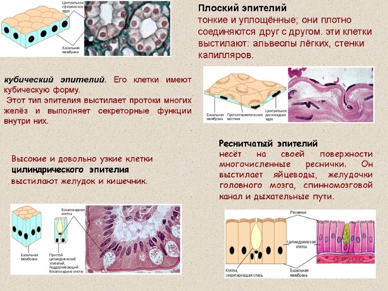 кубический эпителий. Его клетки имеют  кубическую форму.  Этот тип эпителия выстилает протоки